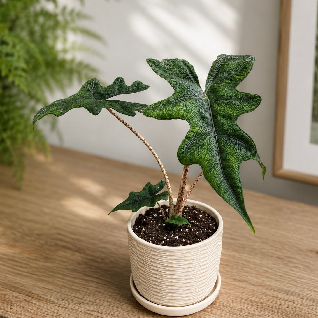 Alocasia 'Jacklyn' (Alocasia Sulawesi, Tandurusa) - varietate rara cu frunzis exotic