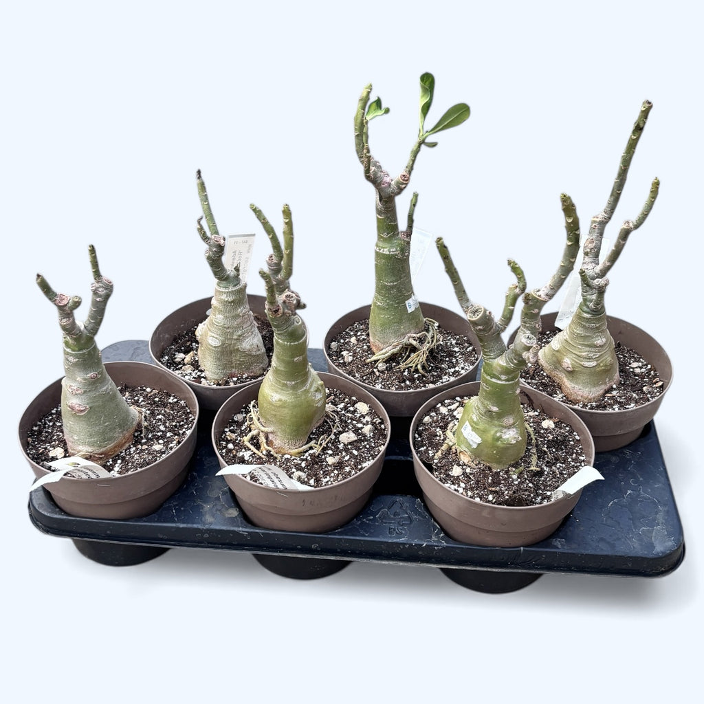 Adenium obesum 'Red' (variegated)