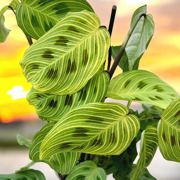 Maranta Leuconeura 'Fantasy' 2 plants/pot