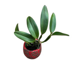 Cattleya Crystelle Smith 'N.R' HCC/AOS parfumata