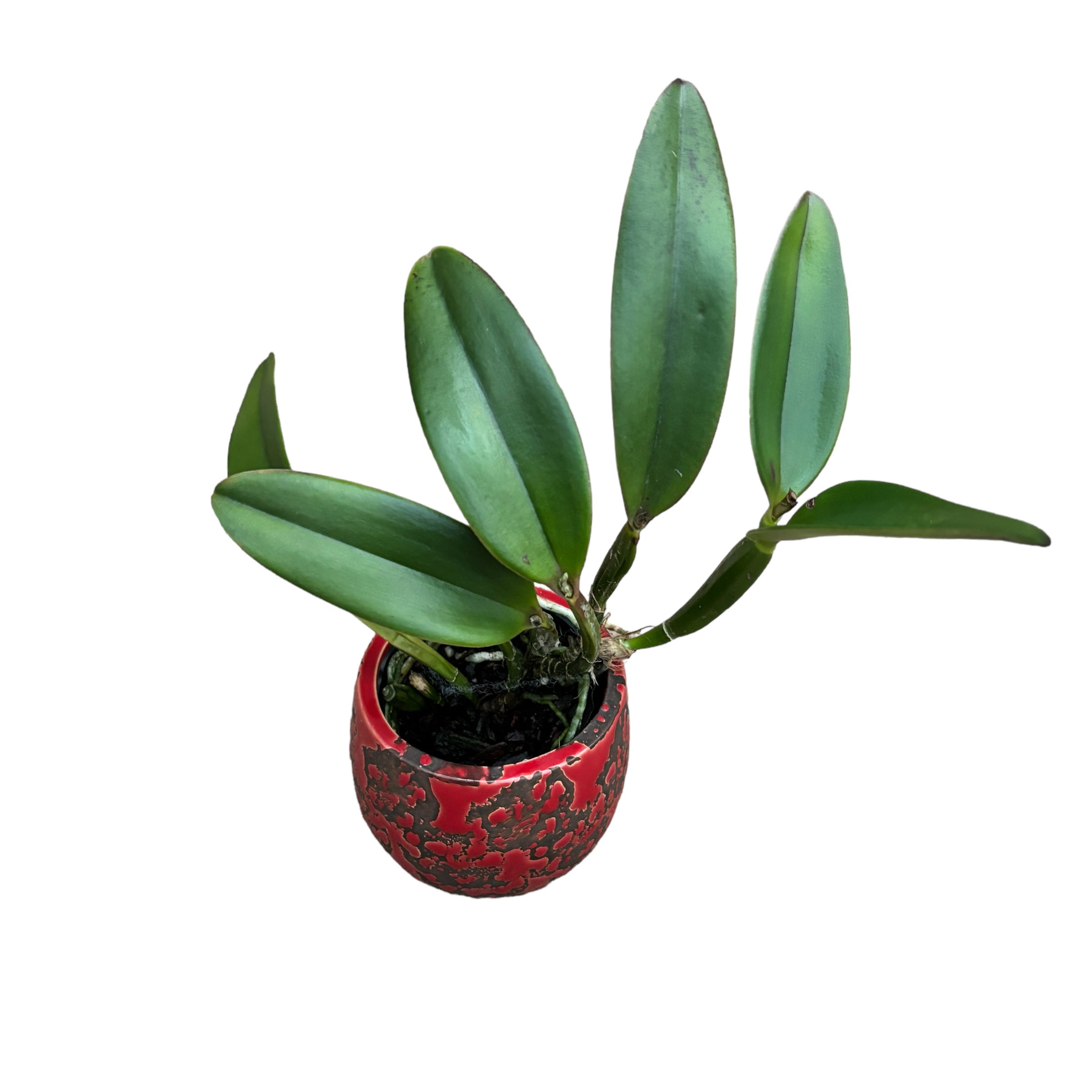 Cattleya Crystelle Smith 'N.R' HCC/AOS profumata