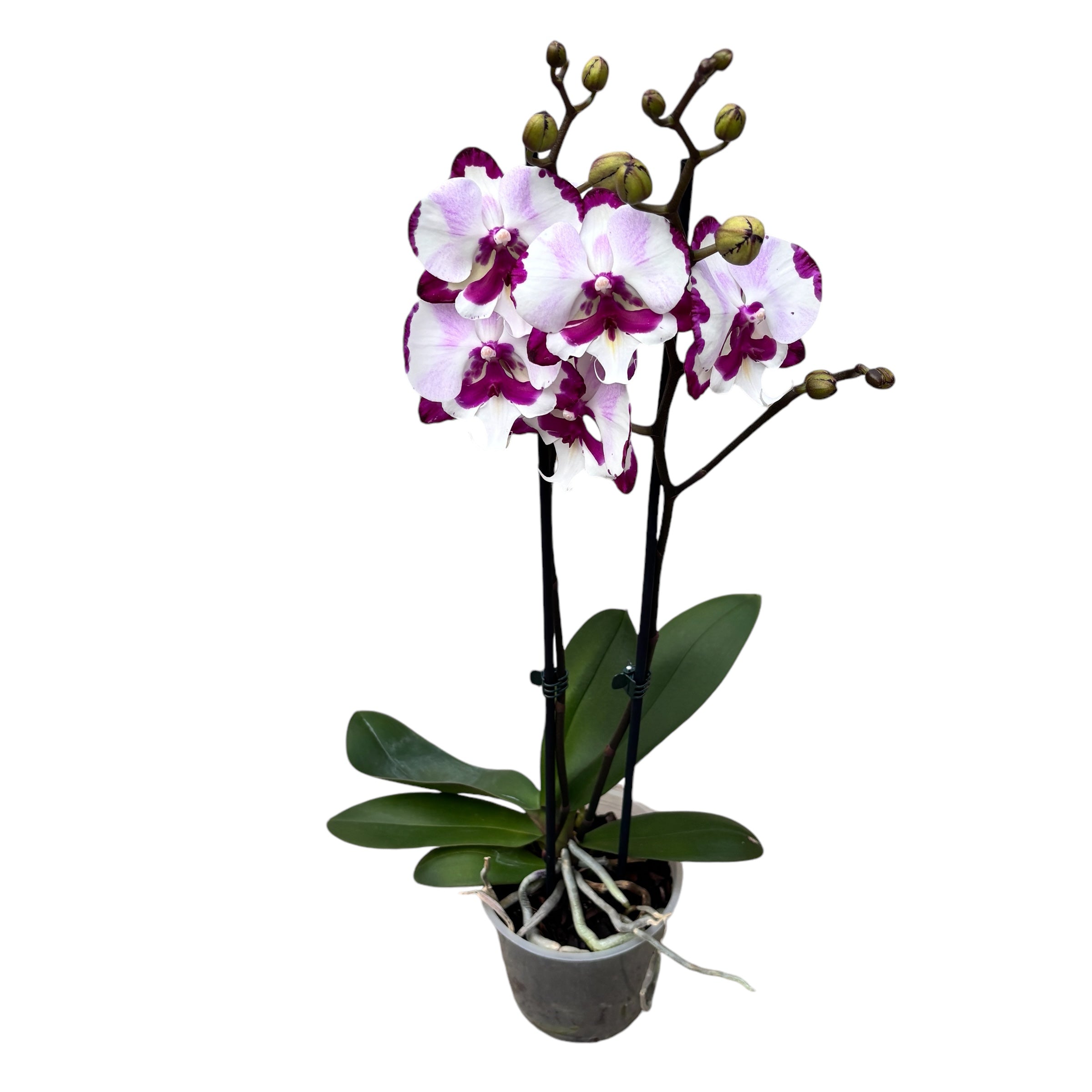 Phalaenopsis King Car Dalmatian big lip