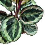 Calathea roseopicta 'Shinestar' D14