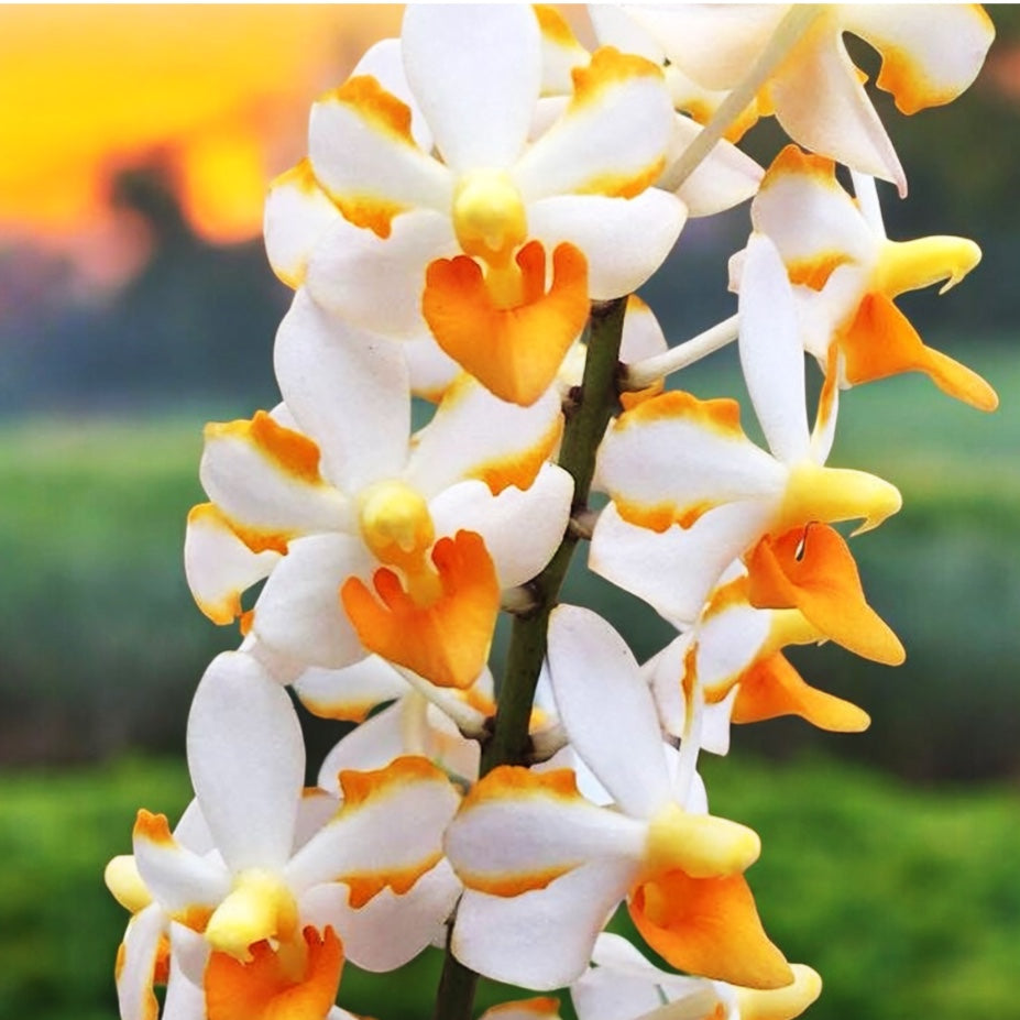 Vdnps. Pulcherrimin (Ascocentrum miniatum × Phal. pulcherrima)