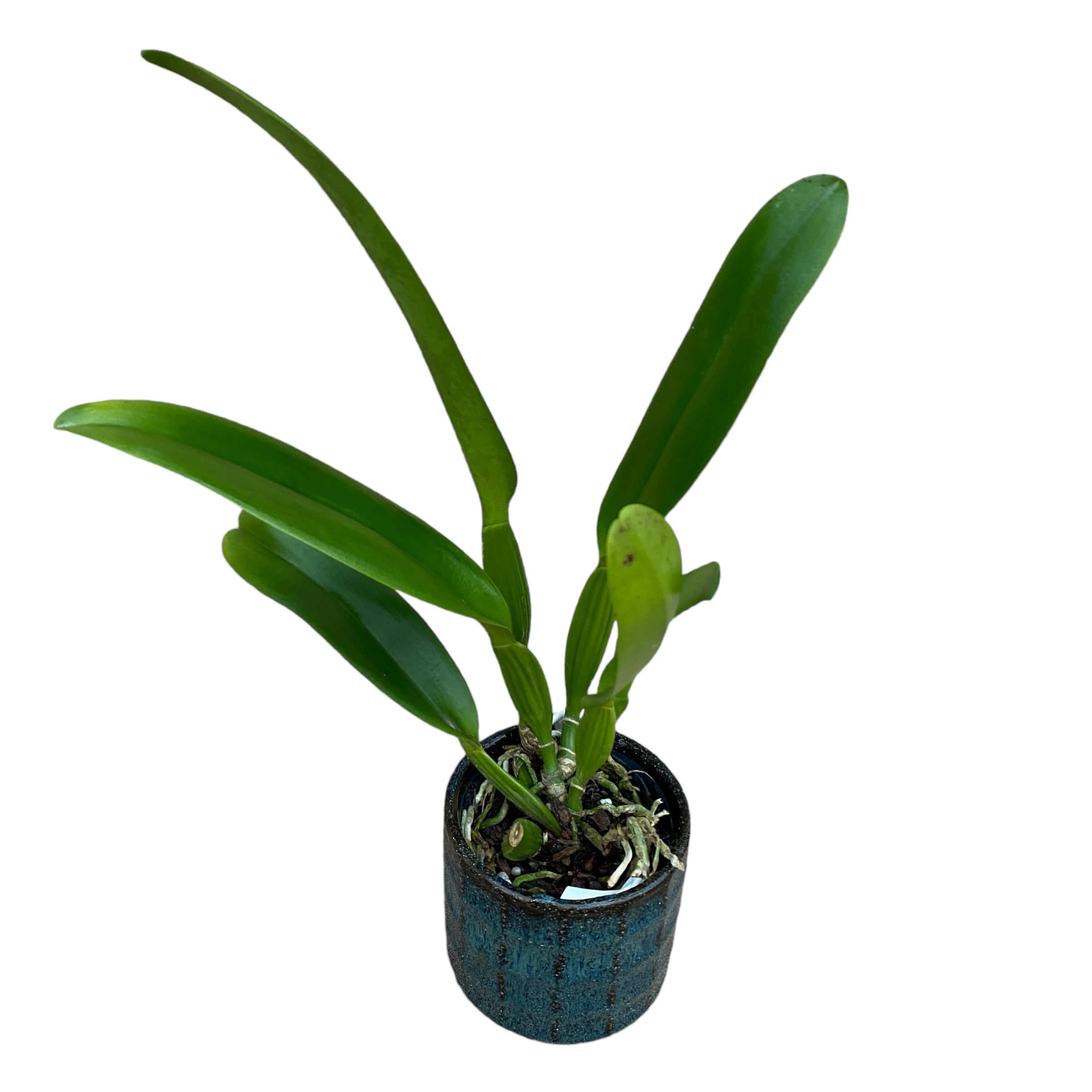 Cattleya Hausermann's Gala 'Z1164' profumata