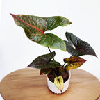 Cyrtosperma johnstonii (Alocasia Black Jack)