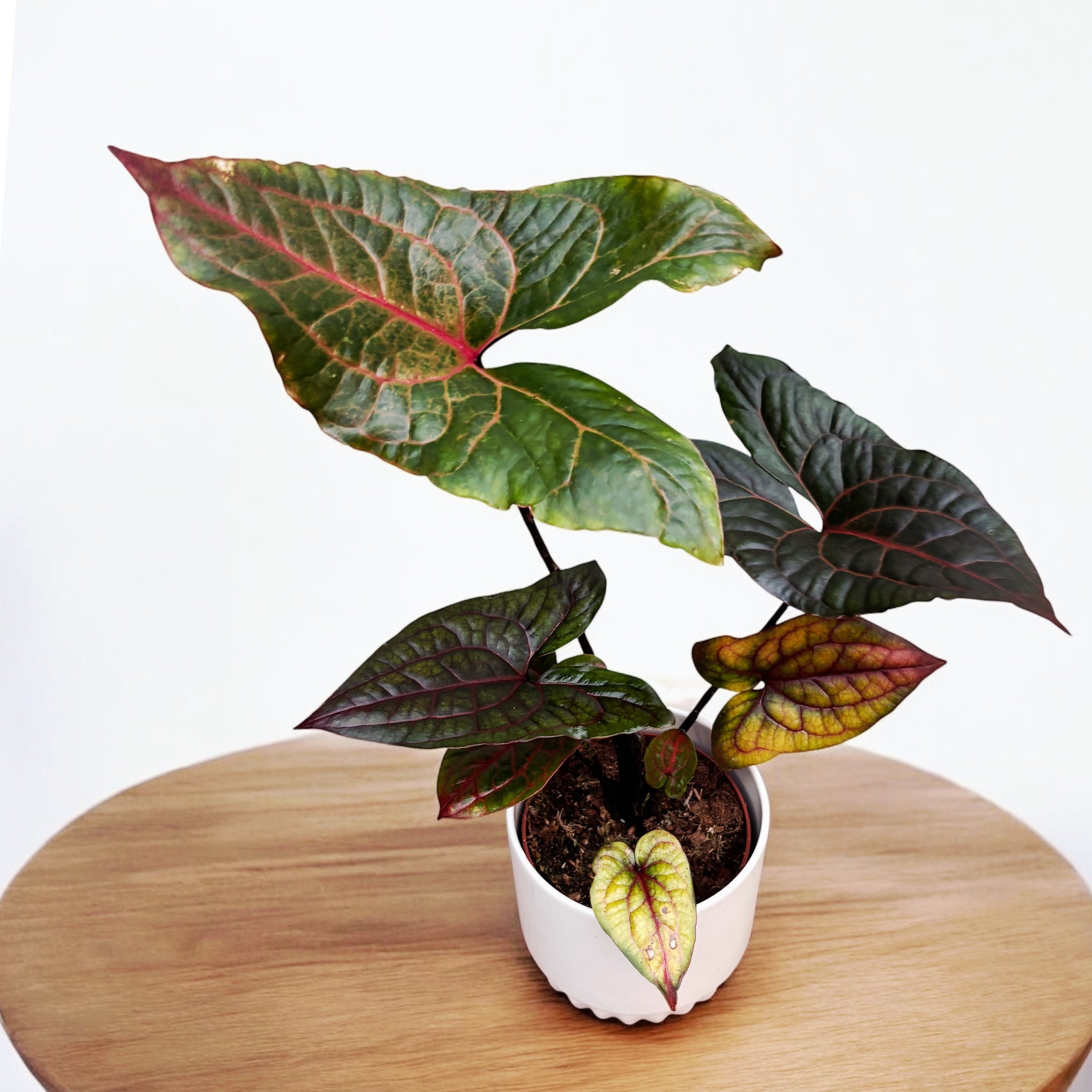 Cyrtosperma johnstonii (Alocasia Black Jack)