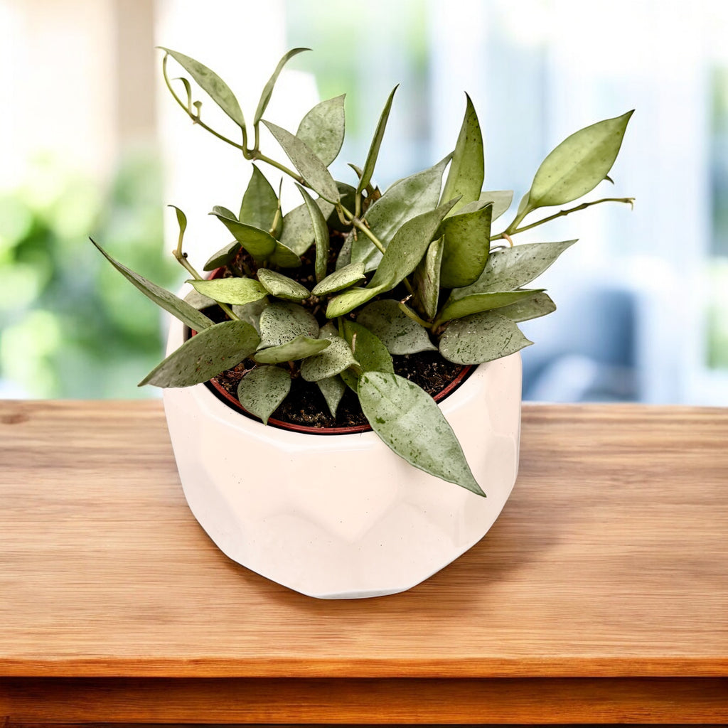 Hoya lacunosa 'Mint' D9 (Dugi listovi) 2-3 biljke/posuda