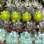 Echeveria mix - zestaw 20 roślin