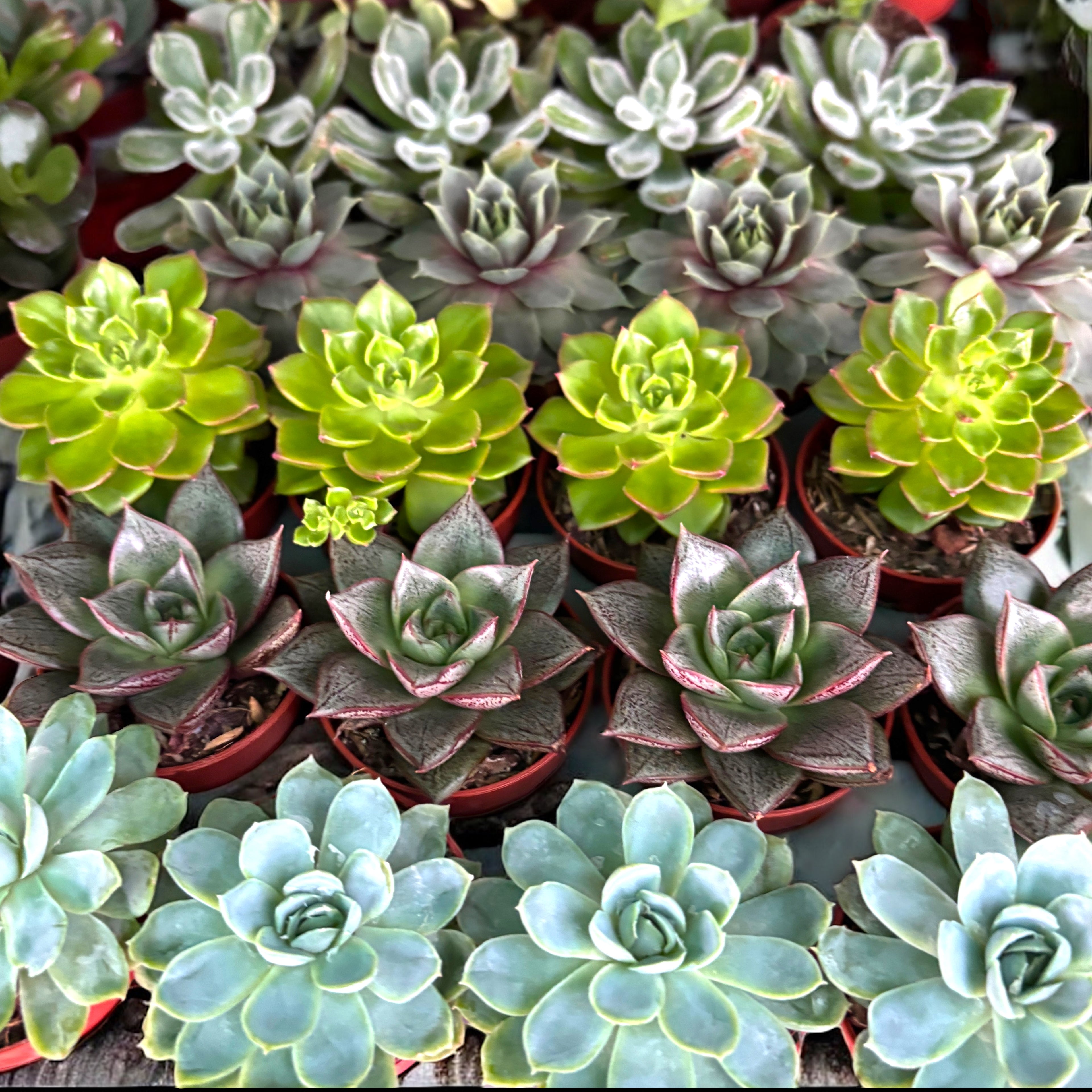 Echeveria mix - set de 20 plante