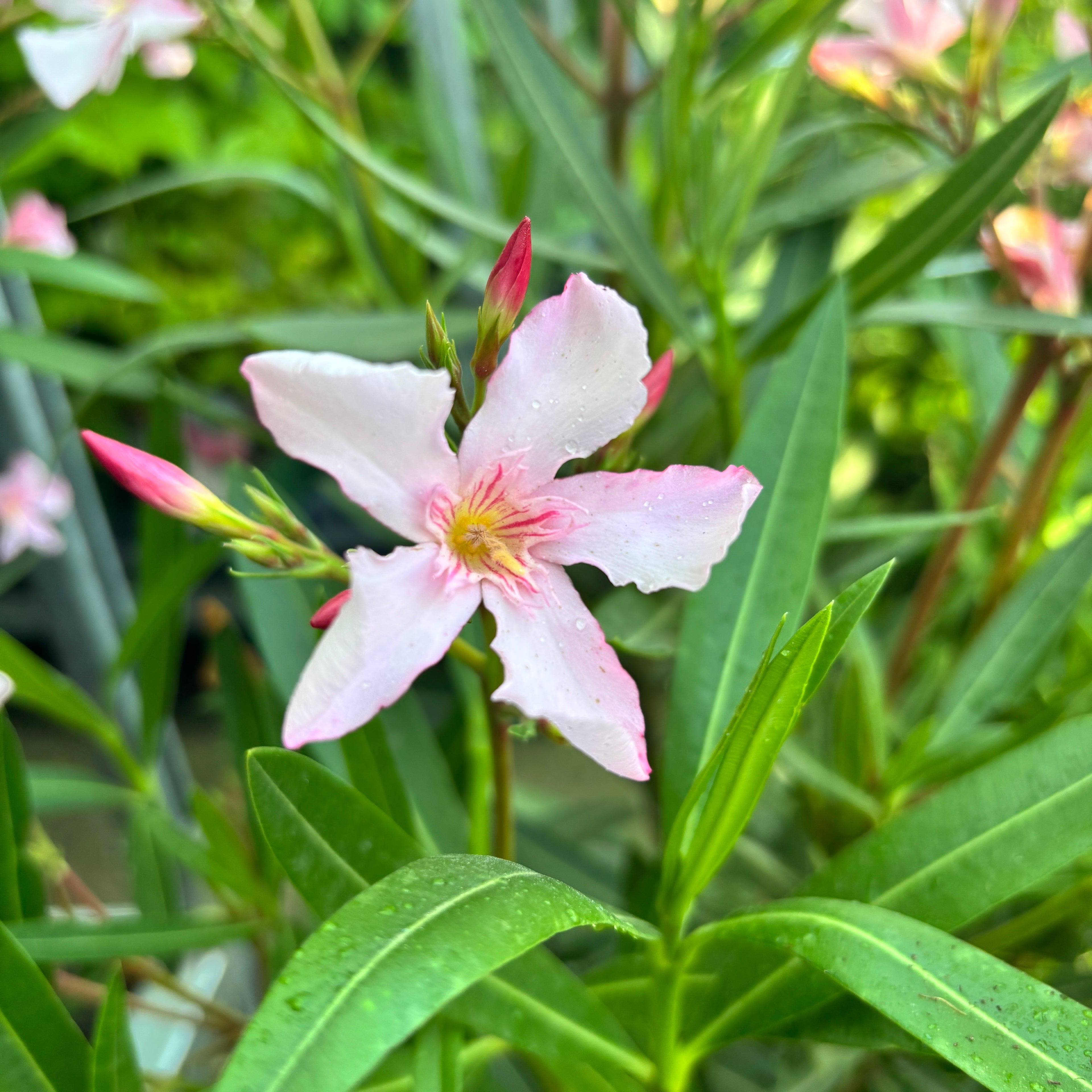 Leandru (Nerium Olander) 2pp - exemplare XL