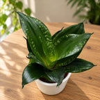 Sansevieria Silver Flame (Whitney, White Edge)