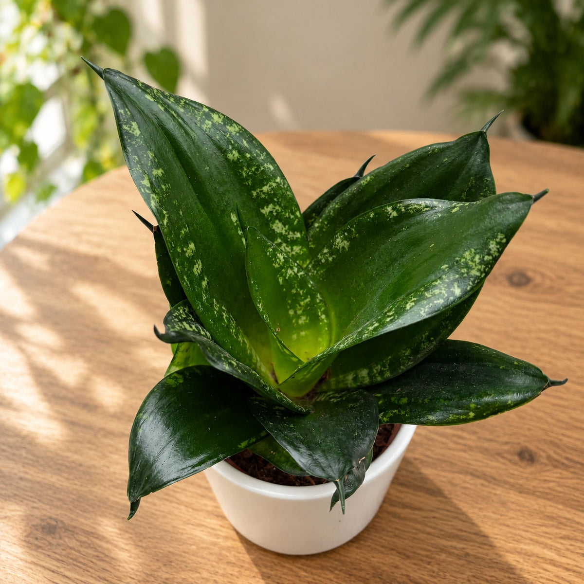 Sansevieria Silver Flame (Whitney, rebordo branco)