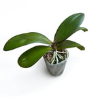 Phalaenopsis GC Reyoung Lava - parfumat