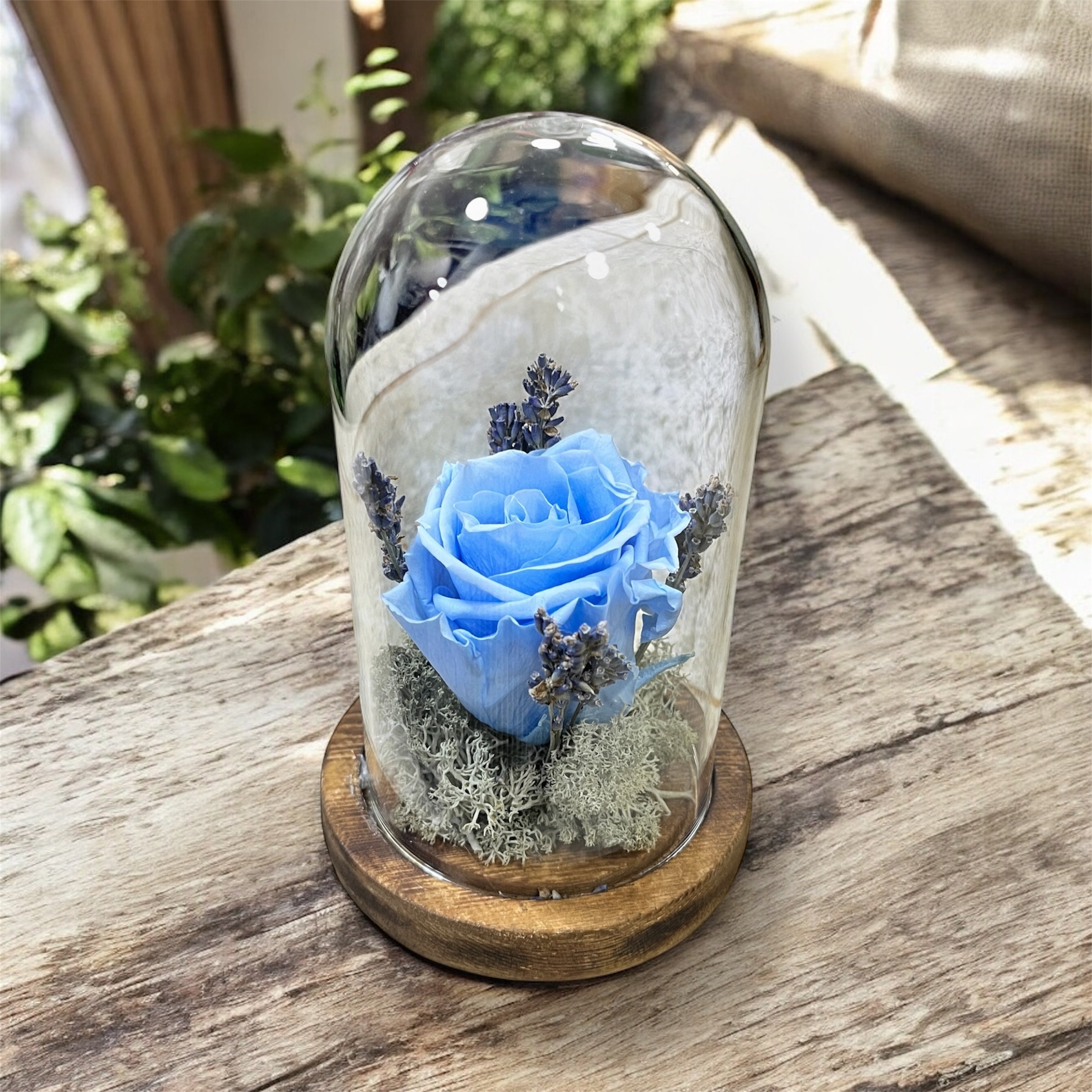 Trandafir criogenat albastru si lavanda in cupola de sticla