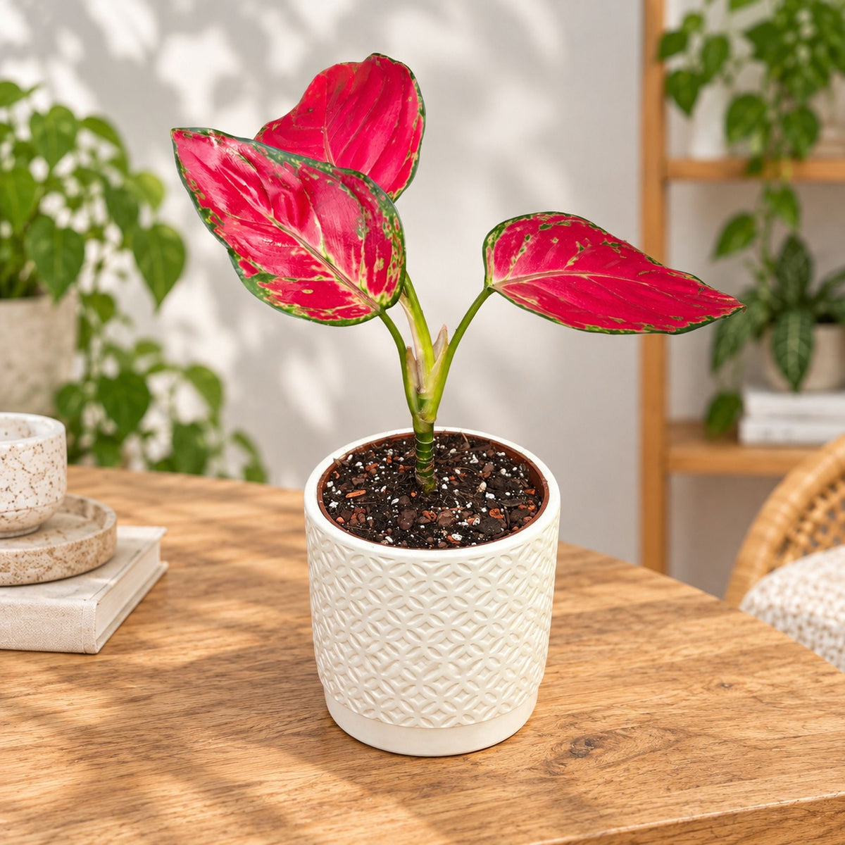 Aglaonema 'Red Joy' D9