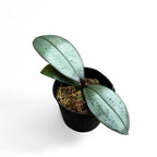 Phalaenopsis sanderiana (hojas plateadas)