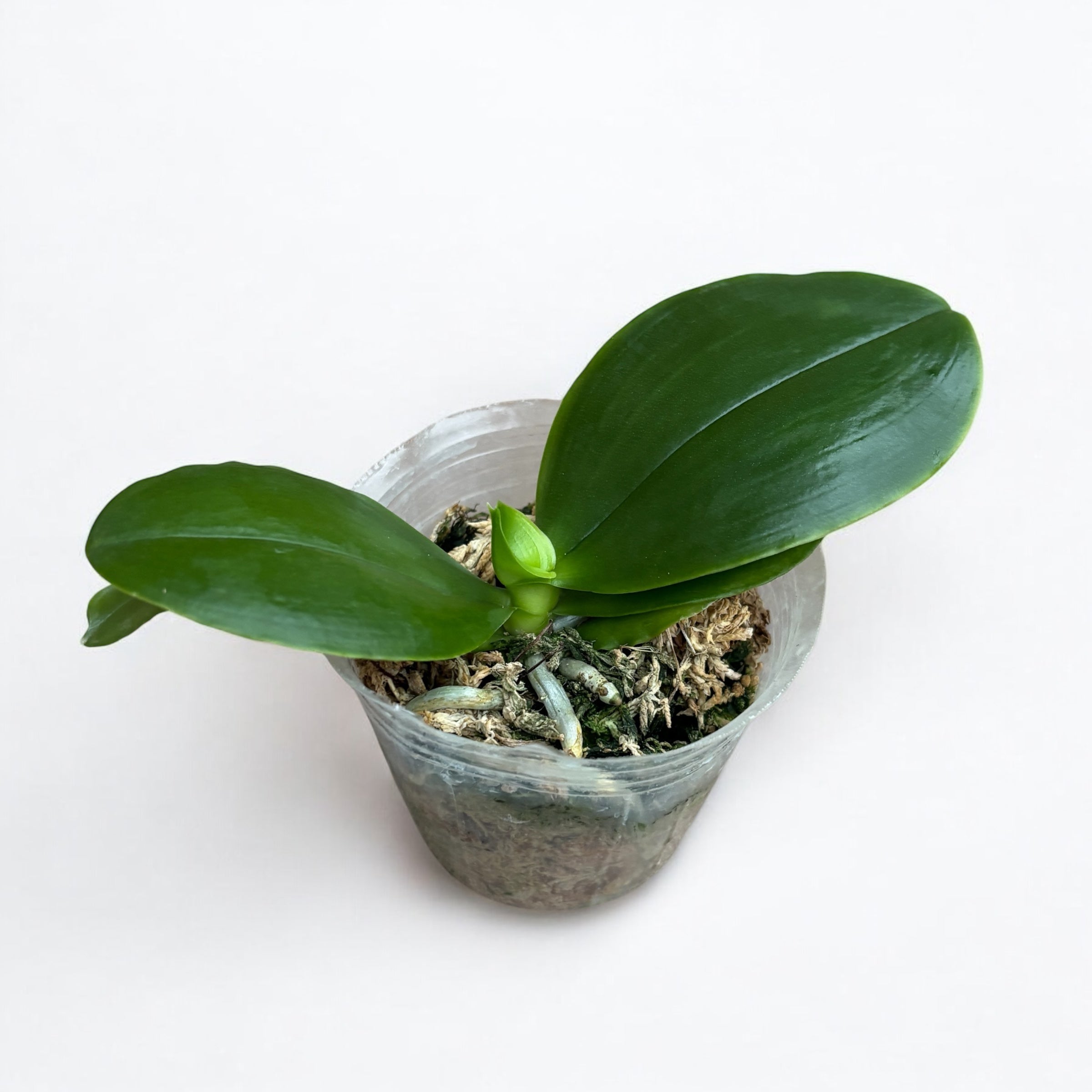 Phalaenopsis Guadalupe Pineda 'Yaphon' (bellina × amboinensis) profumata