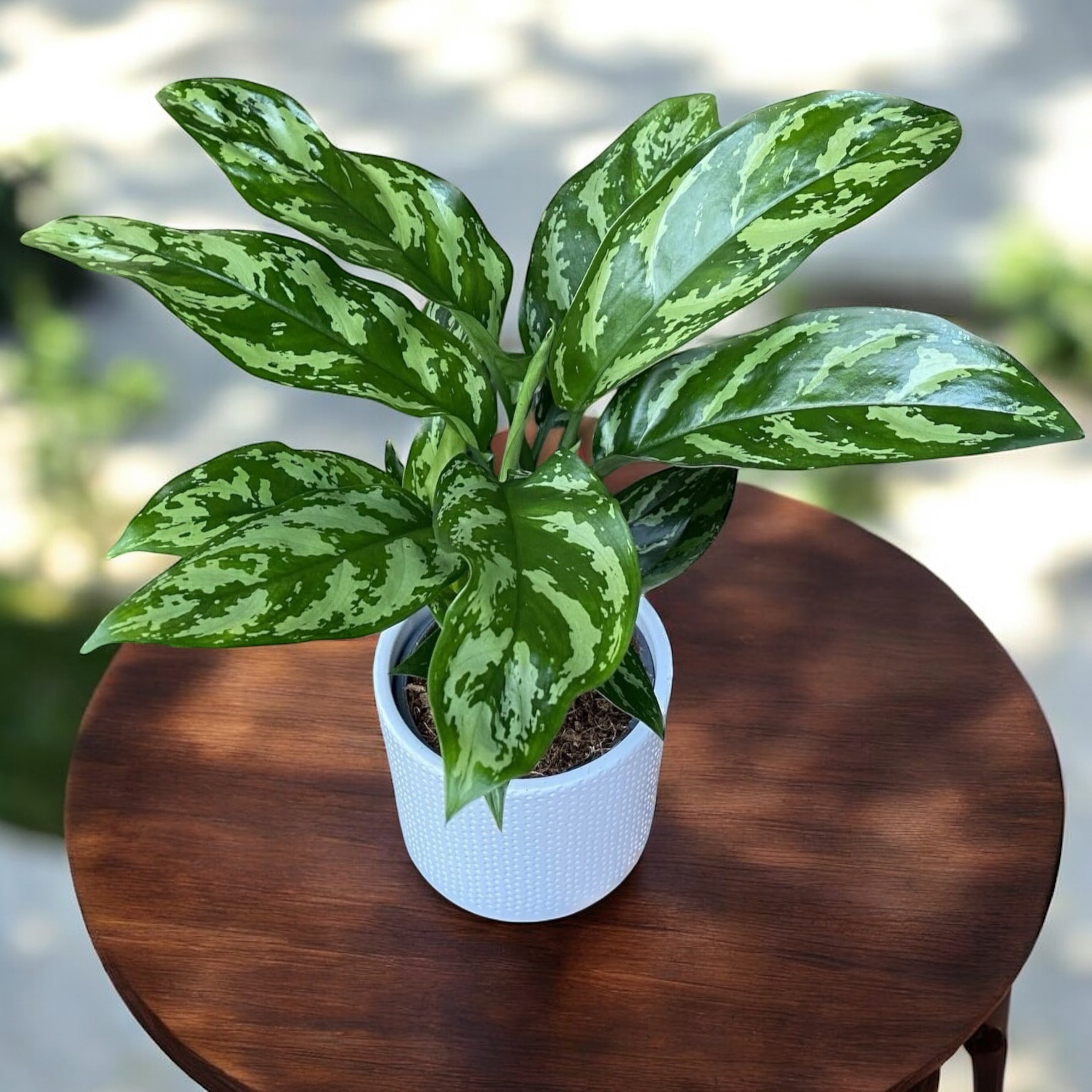aglaonema maria entretien Aglaonema Maria 2pp – Secret Garden Plant Shop