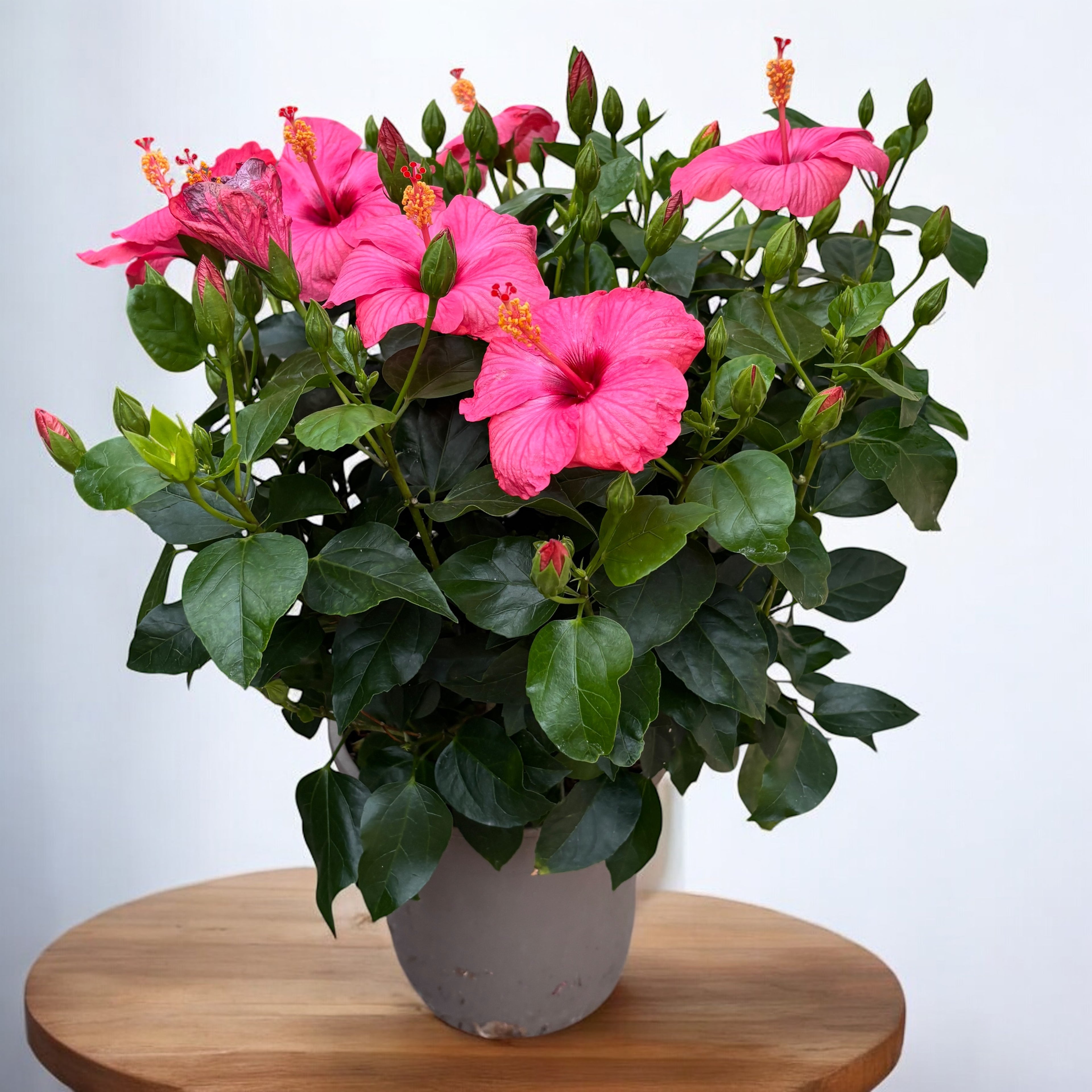 Hibiszkusz rosa-sinensis Venetie Pink - XL példányok