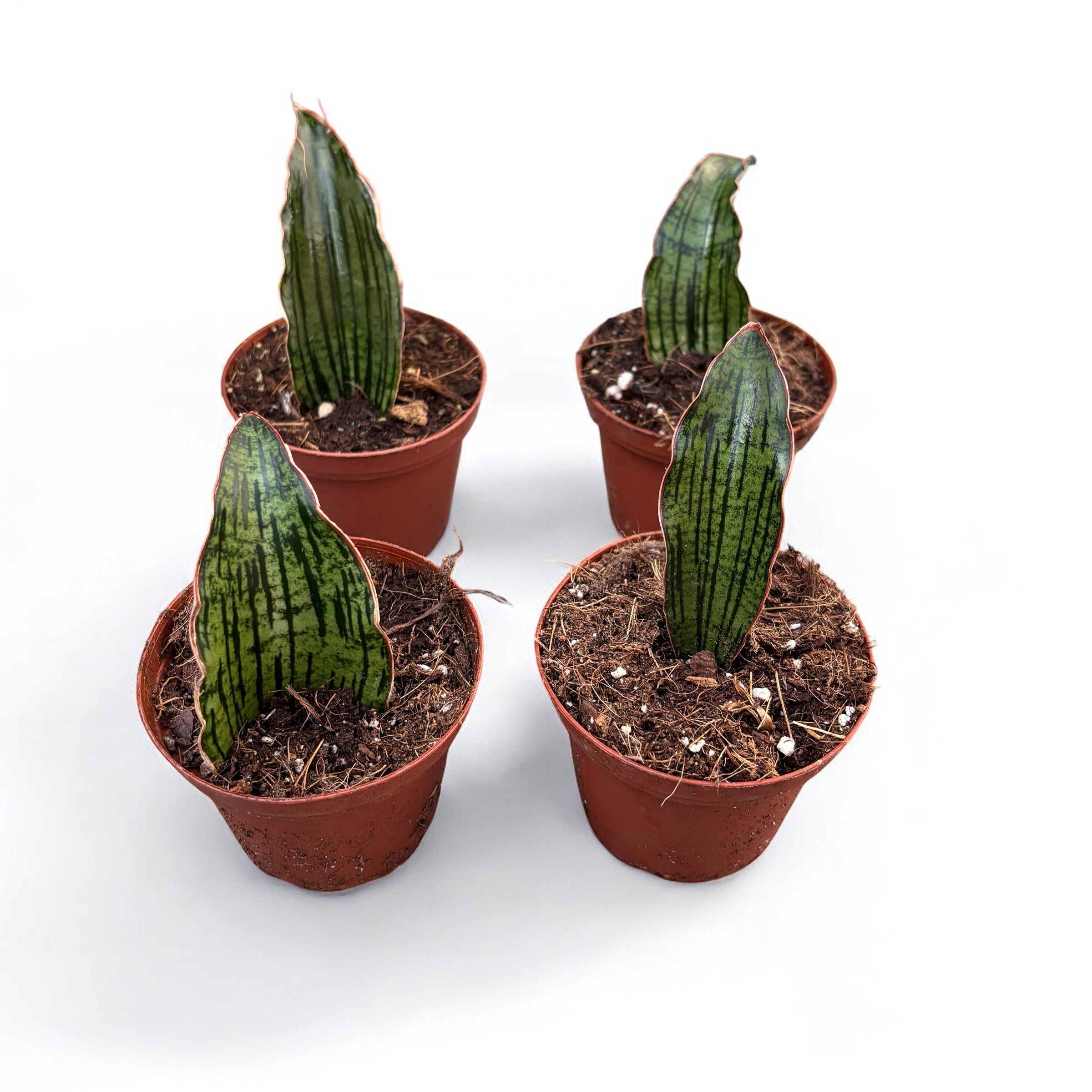 sansevieria cleopatra for sale Sansevieria Cleopatra – Secret Garden Plant Shop