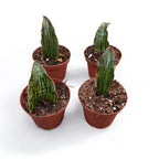 Sansevieria Cleopatra