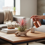 Tillandsia ionantha red XL - planta de aer rosie