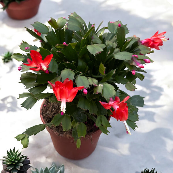 Schlumbergera 'Red' - XXL-Exemplare