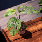 Monstera adansonii 'Mint' (Mottled variegation)