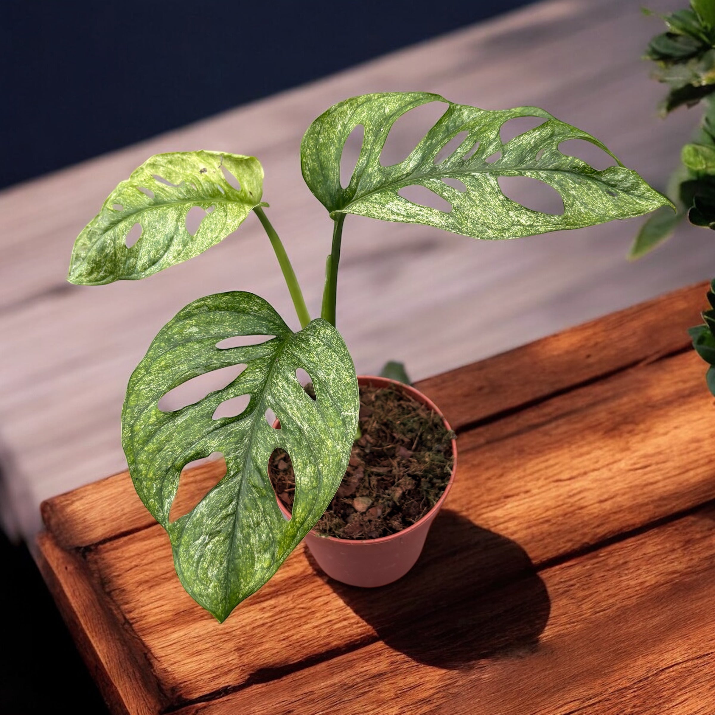 Monstera adansonii 'Mint' (Mottled variegation)