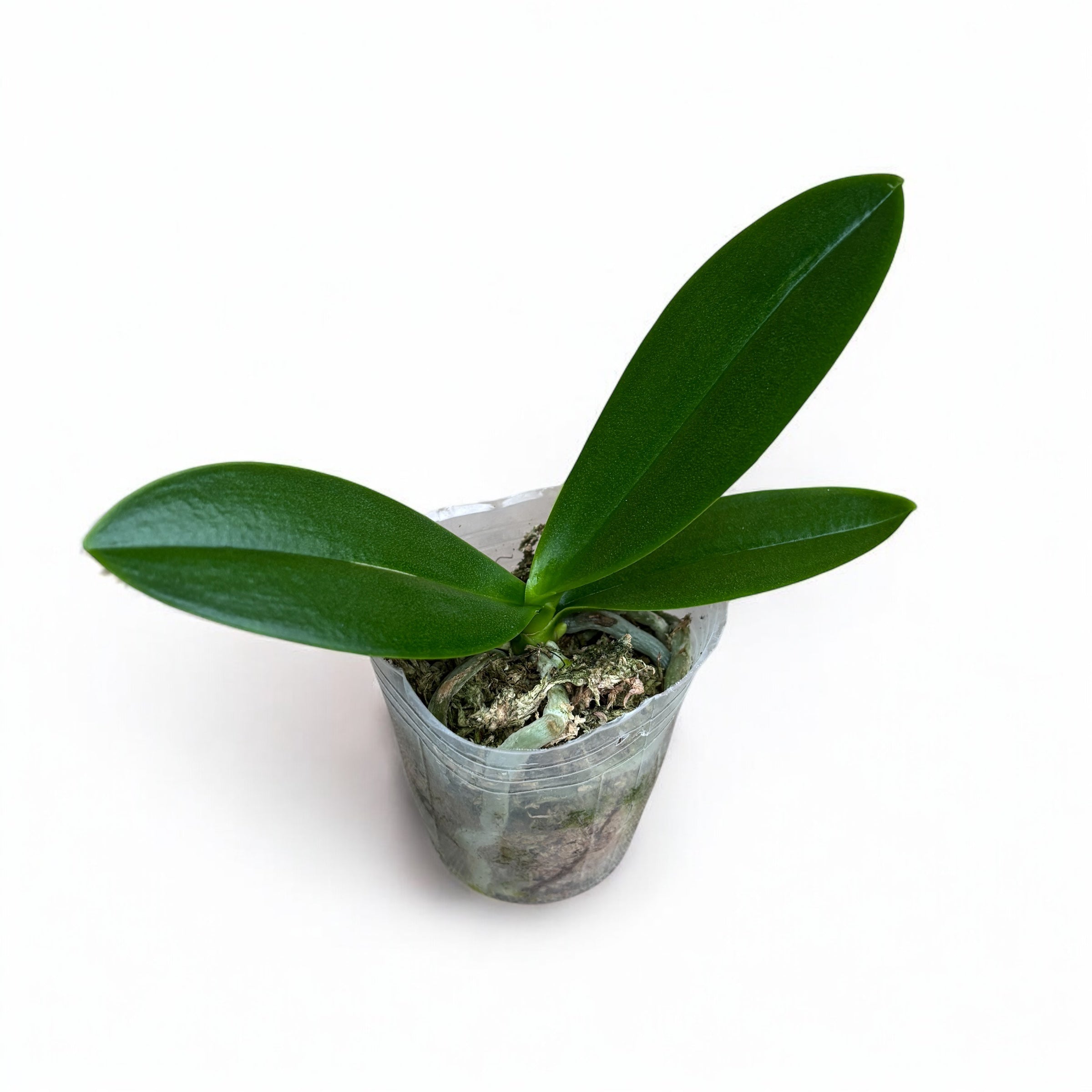 Phalaenopsis Sogo Elegance '70475' (peloric)