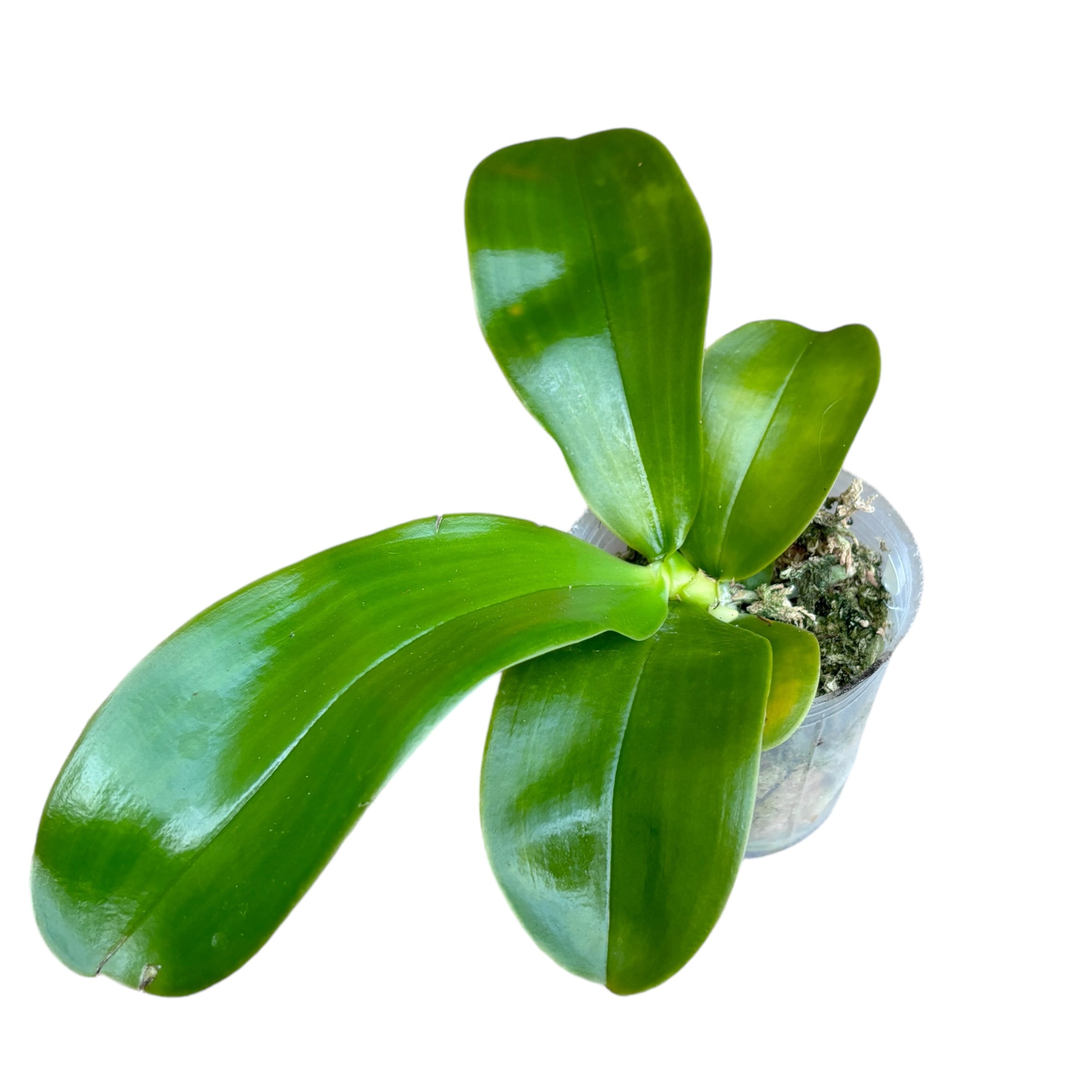 Phalaenopsis bellina var. coerulea (blue) - fragrant