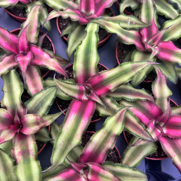 Cryptanthus ‘Red Star’