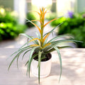 Tillandsia ‘Maya Gold’ – planta aeriana exotica, cu inflorire decorativa