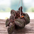 Episcia cupreata 'Country Brilliance'
