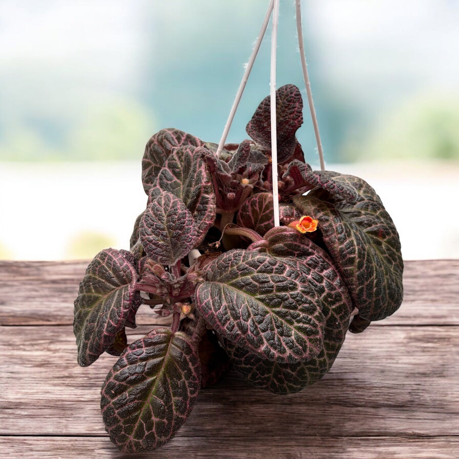 Episcia cupreata 'Country Brilliance'