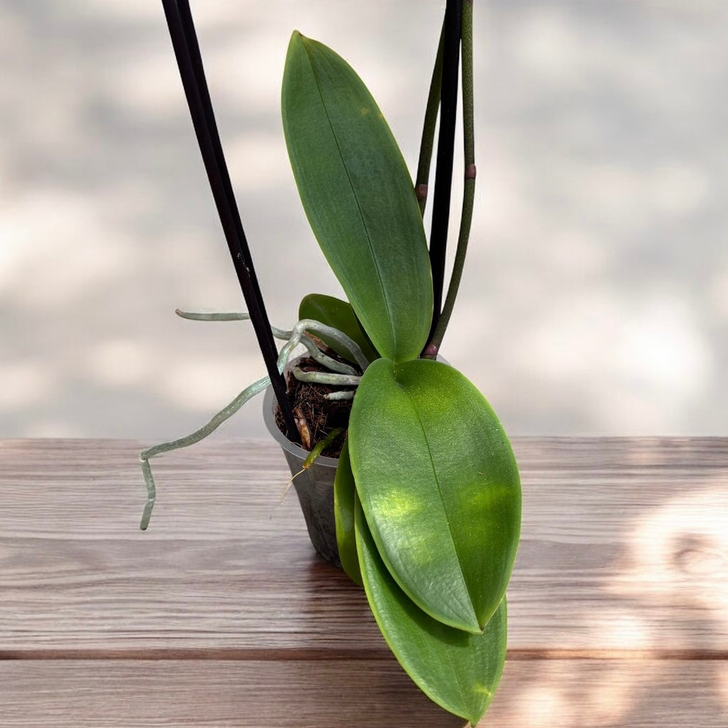 Phalaenopsis Jingle stor läpp