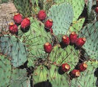Opuntia macrocentra – cactus de gradina cu spini lungi si fructe comestibile