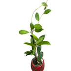 Hoya mindorensis 'Lite yellow' - exemplare dezvoltate