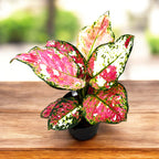 Aglaonema 'Jazzy Red'