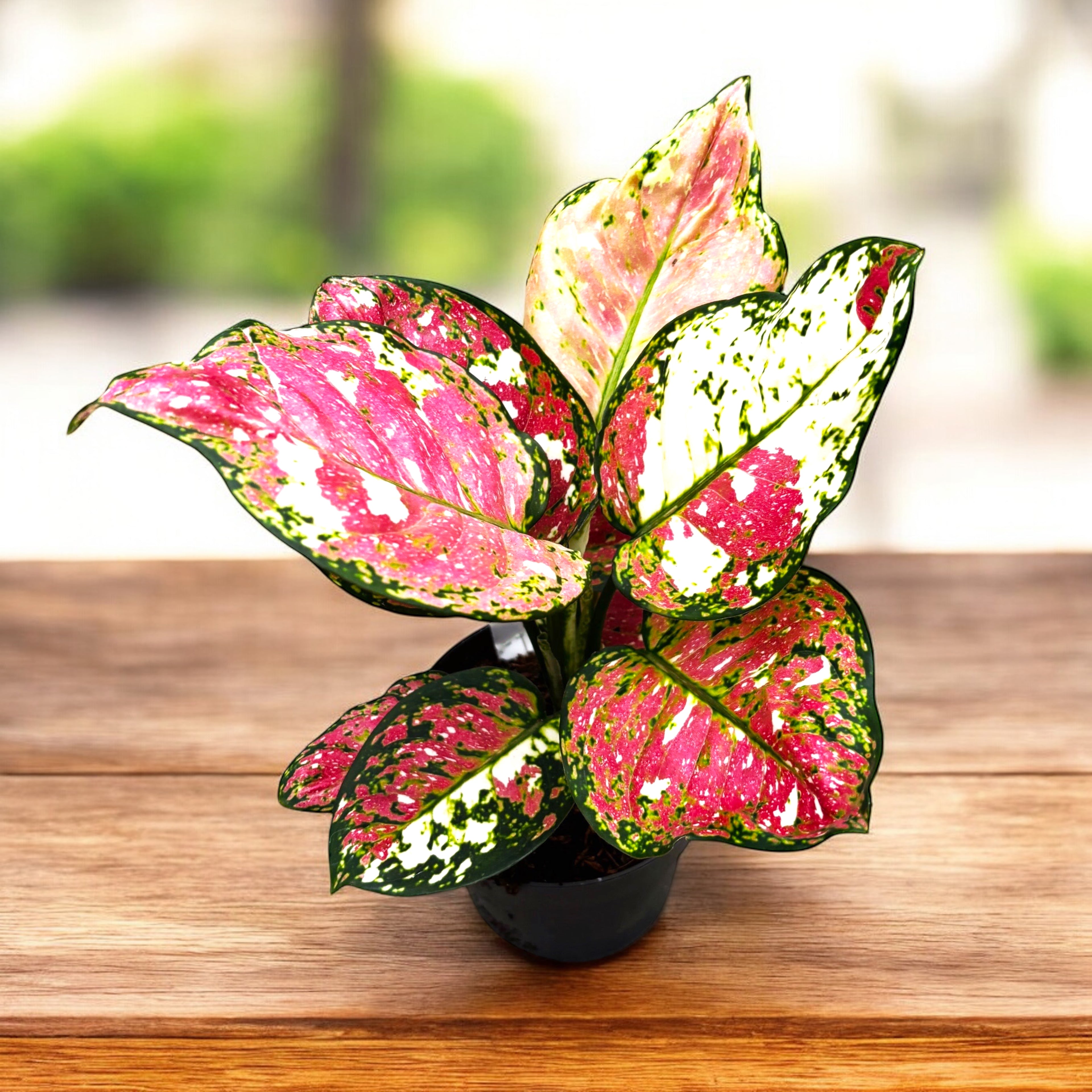 Aglaonema 'Jazzy Red'