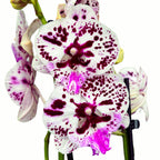 Phalaenopsis Speechless Elegance *μεγάλο χείλος