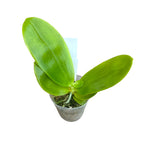 Phalaenopsis Yaphon Gelacea - flori cerate, parfumate