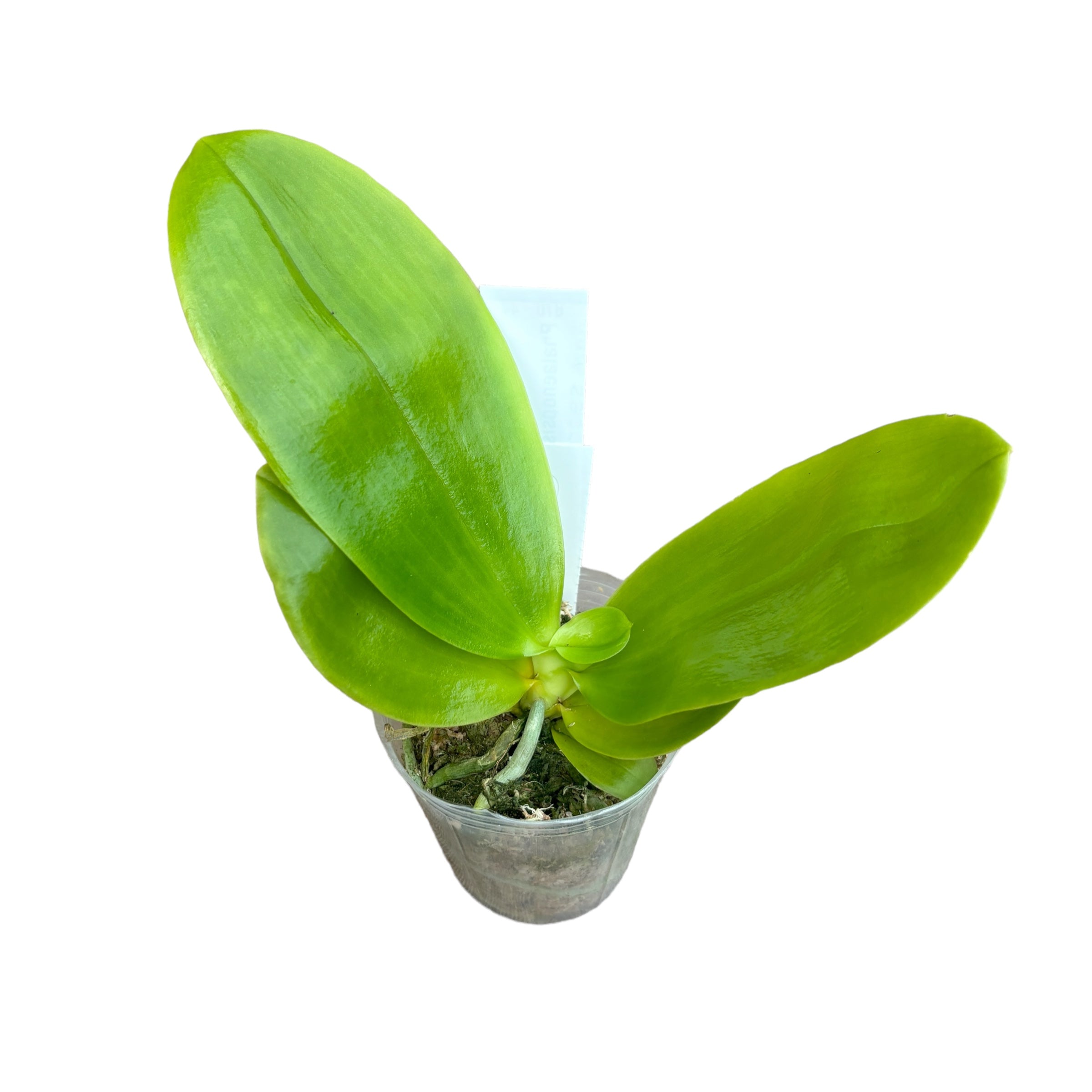 Phalaenopsis Yaphon Gelacea - gewachste, duftende Blumen