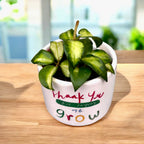 Hoya lacunosa sp. Bruno (variegata) - parfumata, cu frunze variegate