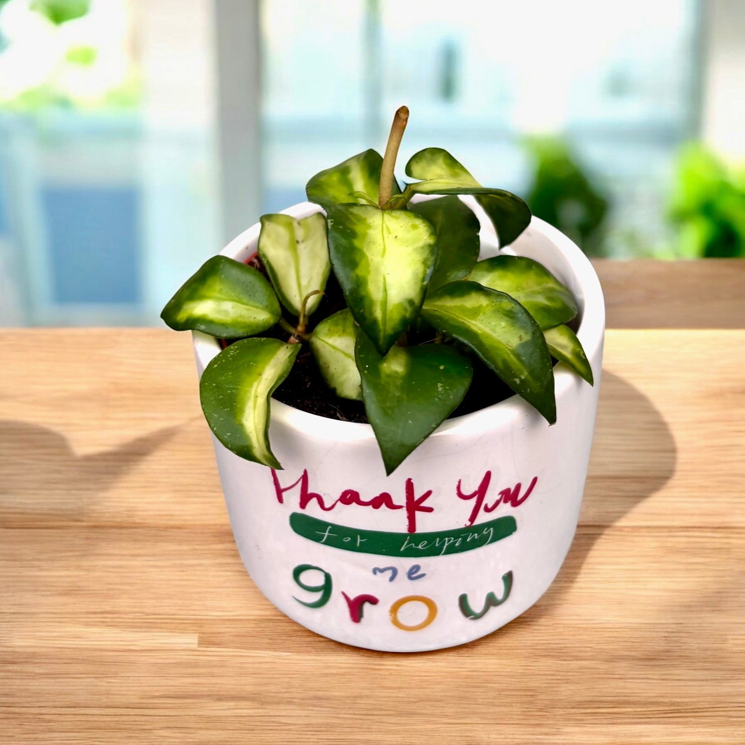 Hoya lacunosa sp. Bruno (variegata) - parfumata, cu frunze variegate