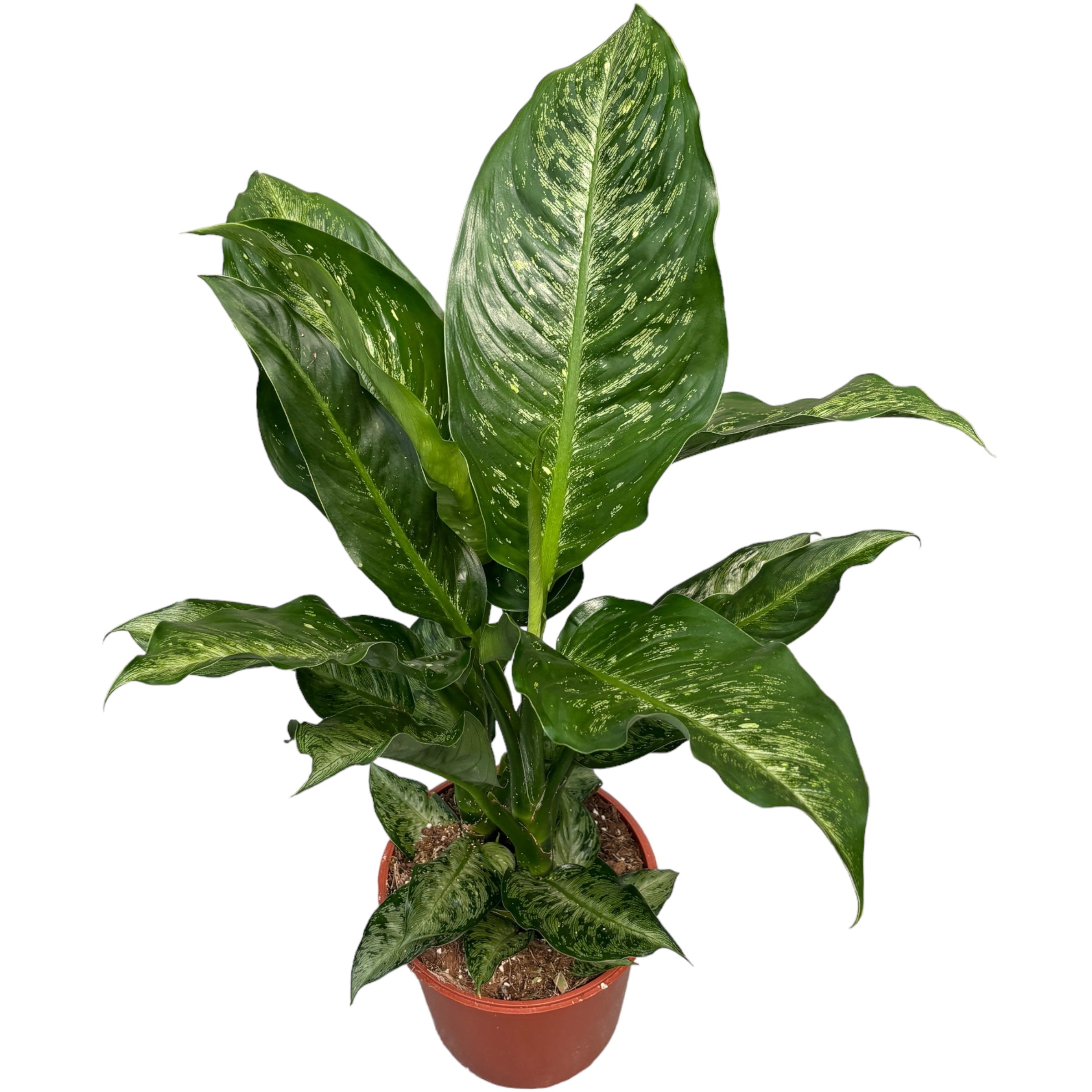 Dieffenbachia 'Memoria Corsii' - 2 plante/ghiveci