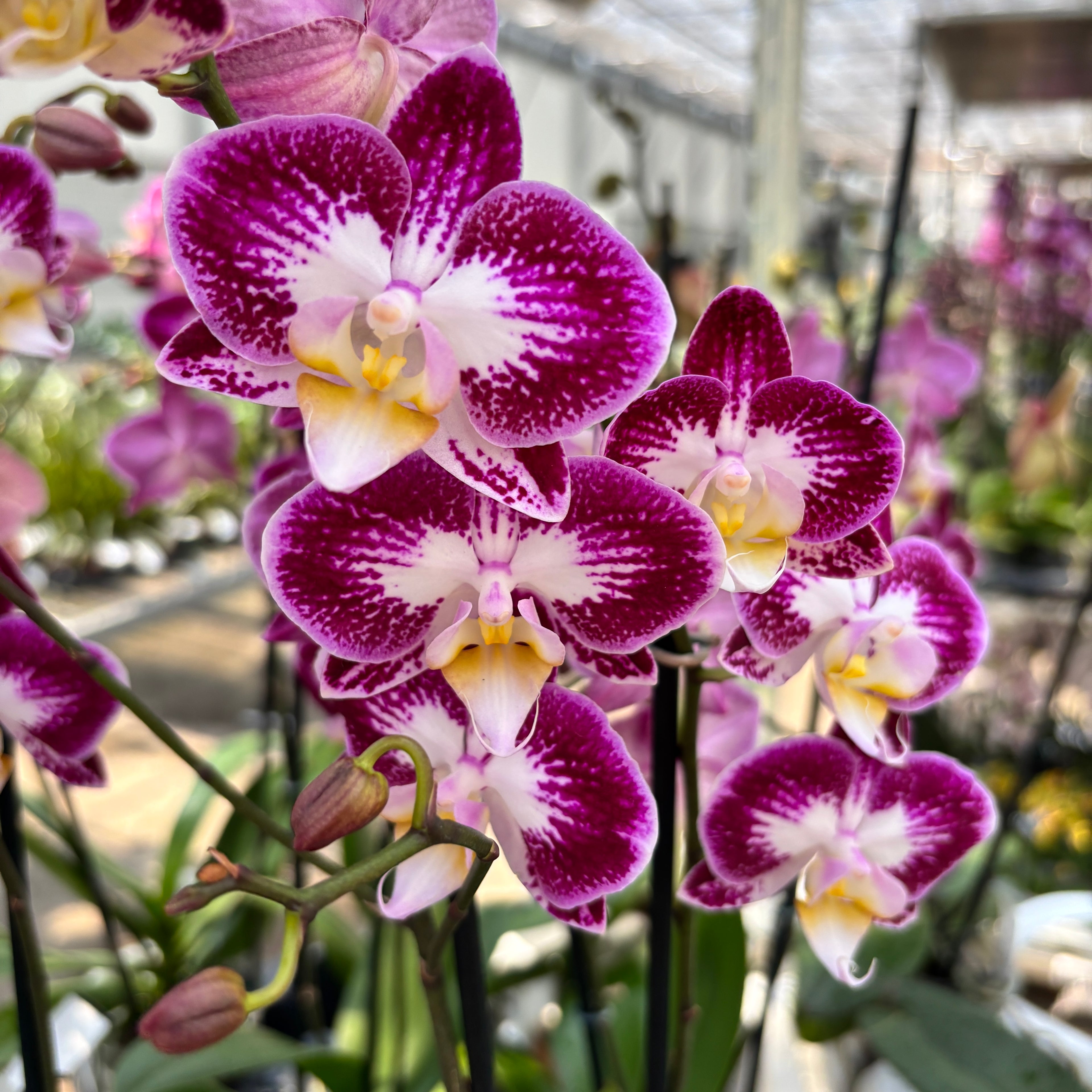 Phalaenopsis ‘Nicole Uniquole’