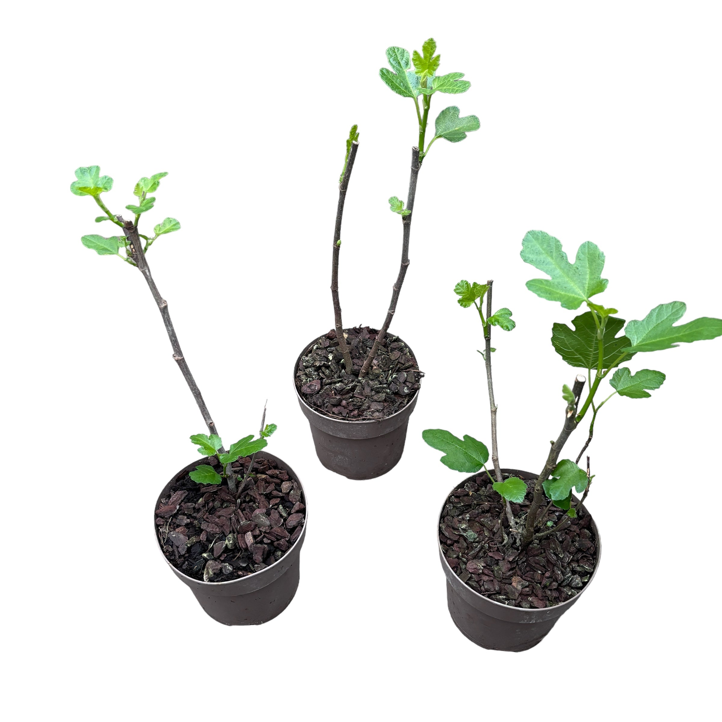 Smochin - Ficus carica 'Precose de Dalmatie'