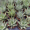 Aloe humilis